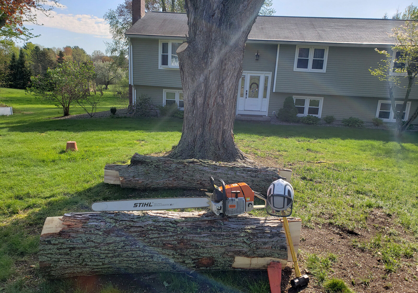 TREE REMOVAL
