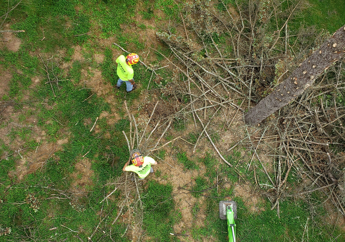 TREE TRIMMING & MAINTENANCE IN CT