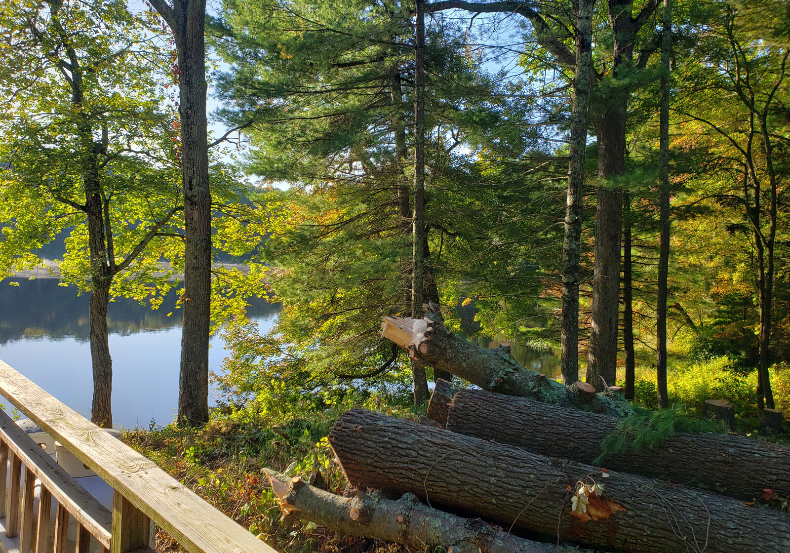 TREE MAINTENANCE