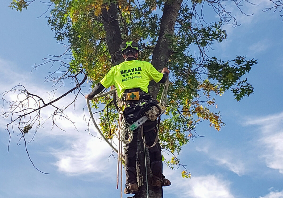 TREE TRIMMING